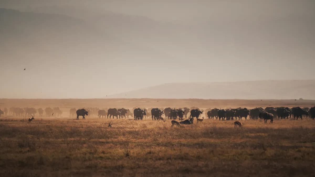 Buffalo herd grazing on the open plains of southern Tanzania