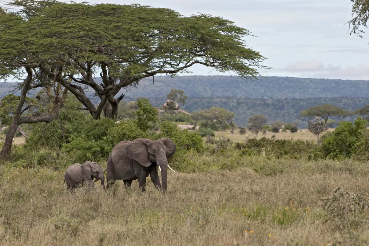 Elephant mother and calf beneath an acacia tree in northern Tanzania