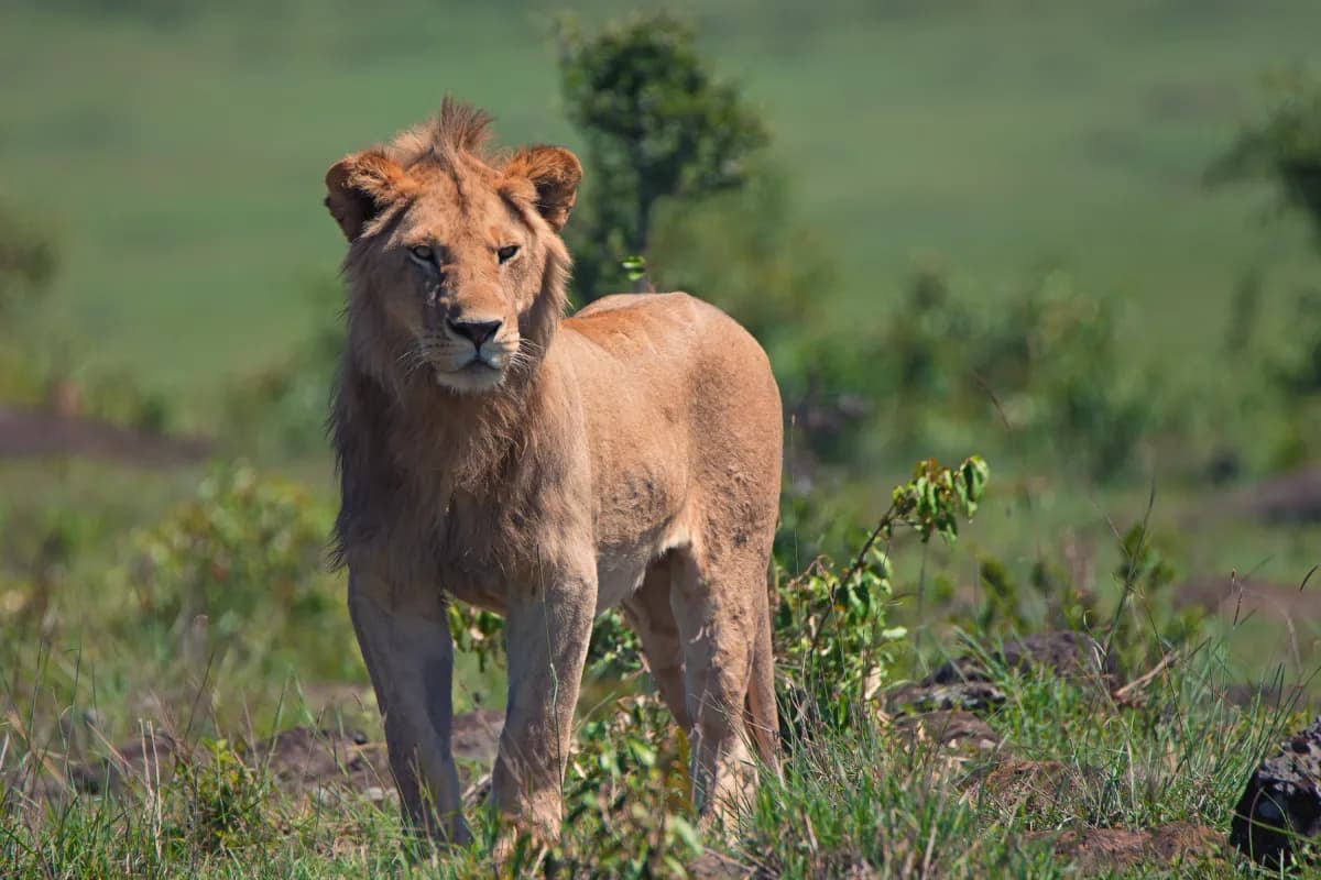 Lion surveying the plains from a rise