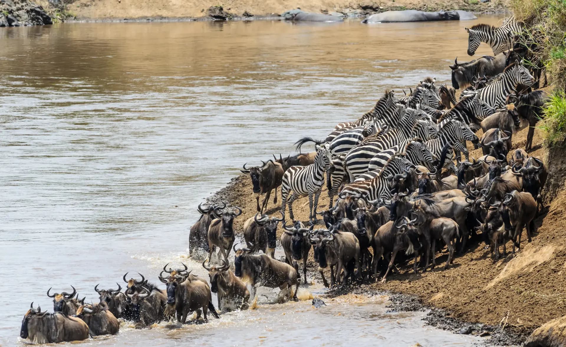 Great Migration wildebeest crossing
