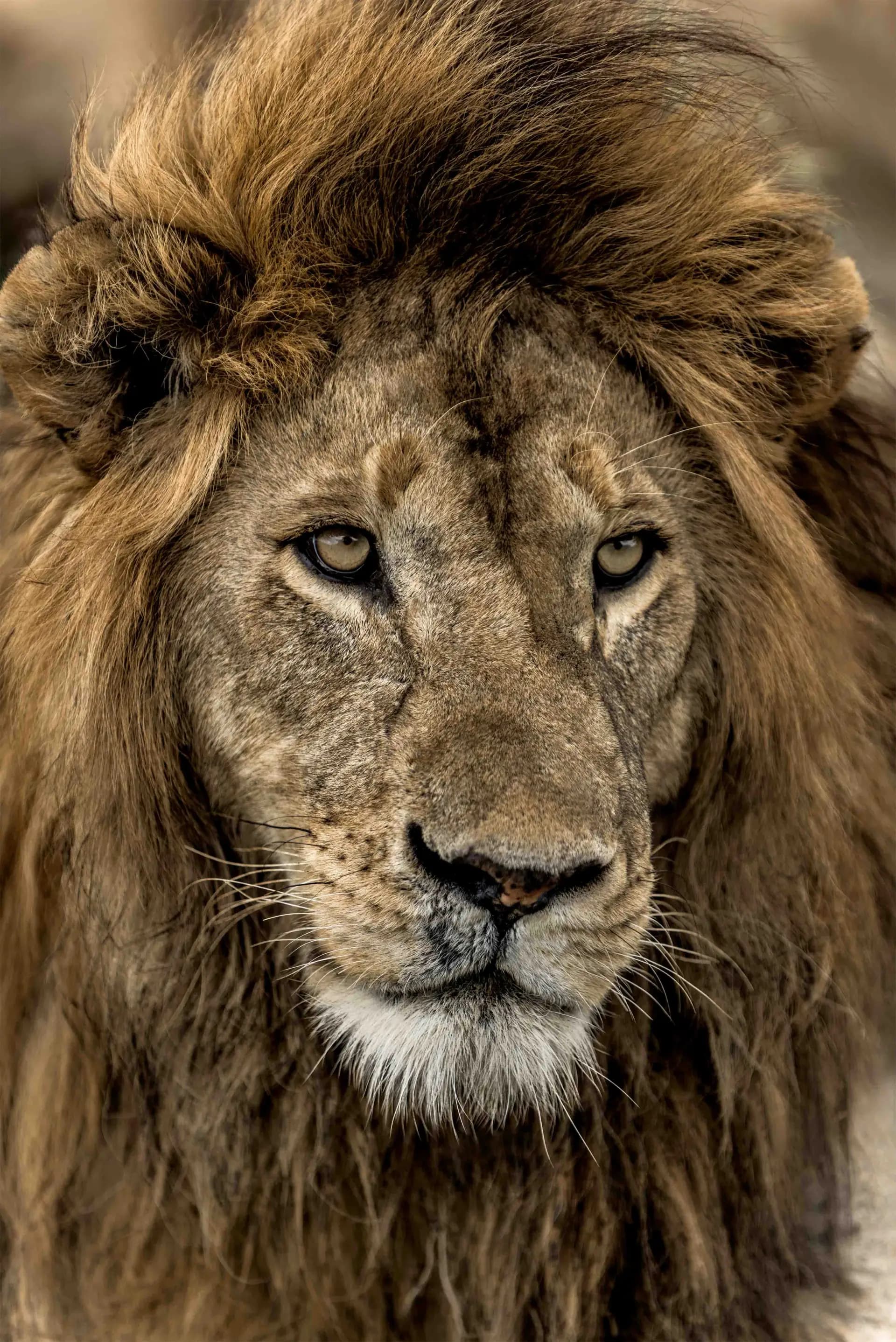 Private Serengeti — lion portrait on the golden plains