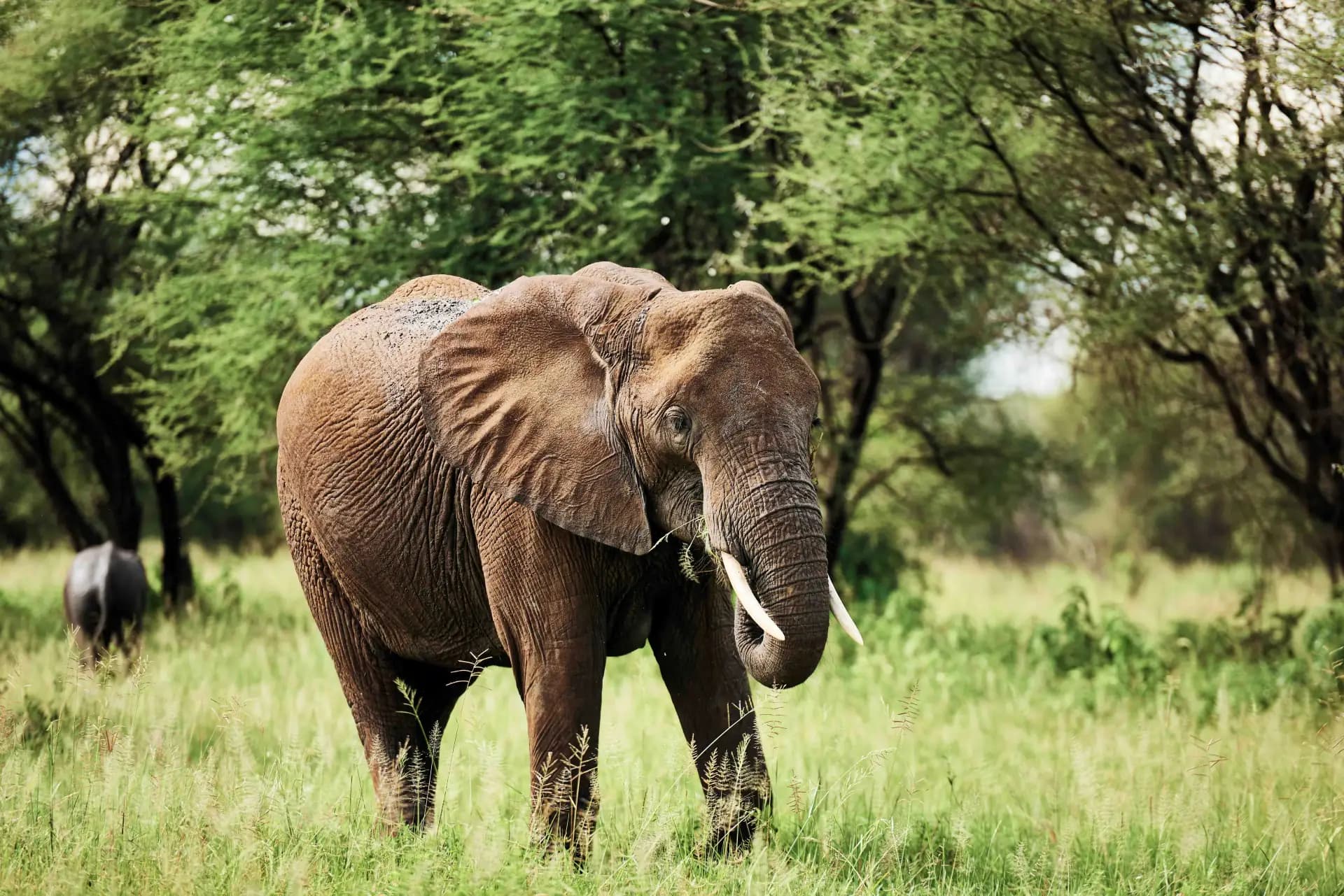 Northern Circuit Classic — elephant in Tarangire woodland
