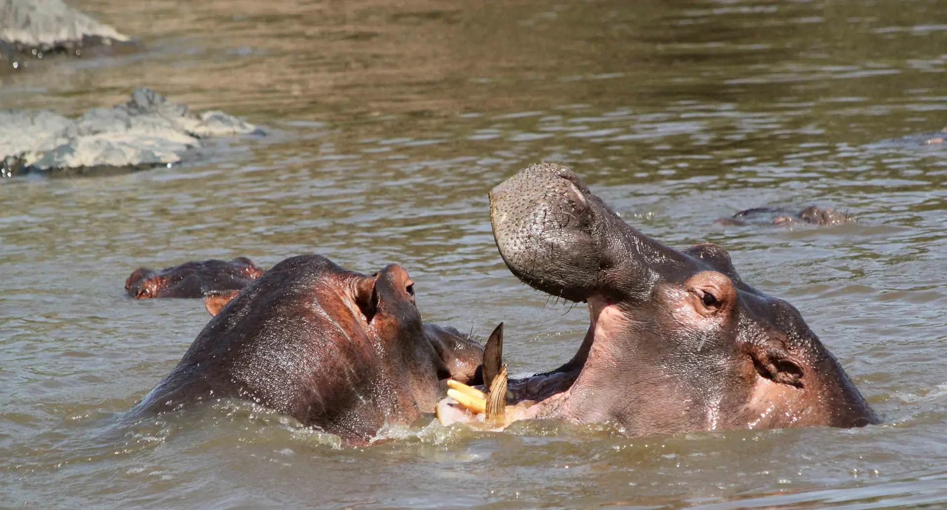 When is the Best Time to Visit the Serengeti?