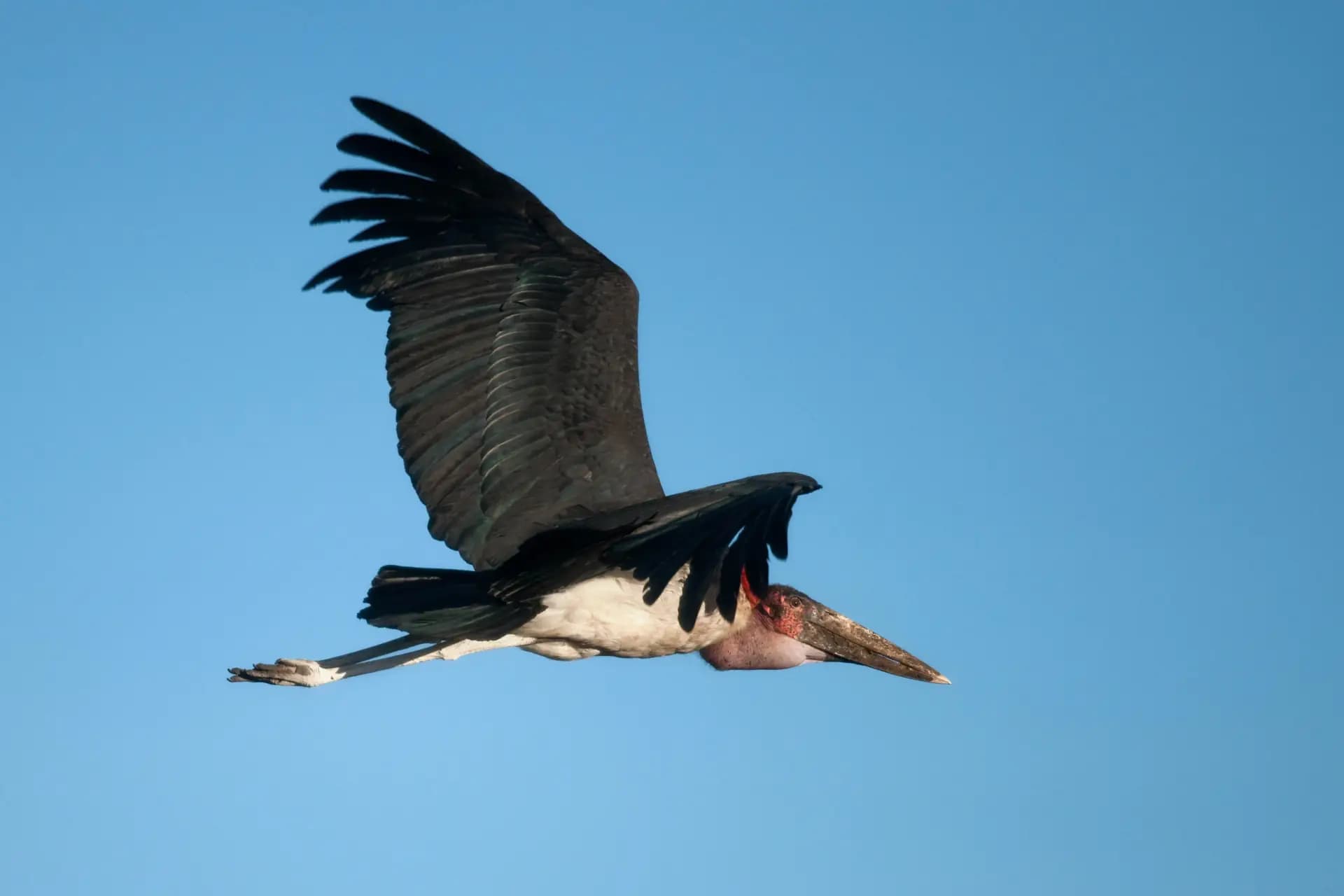 Safari Photography Tips for Beginners