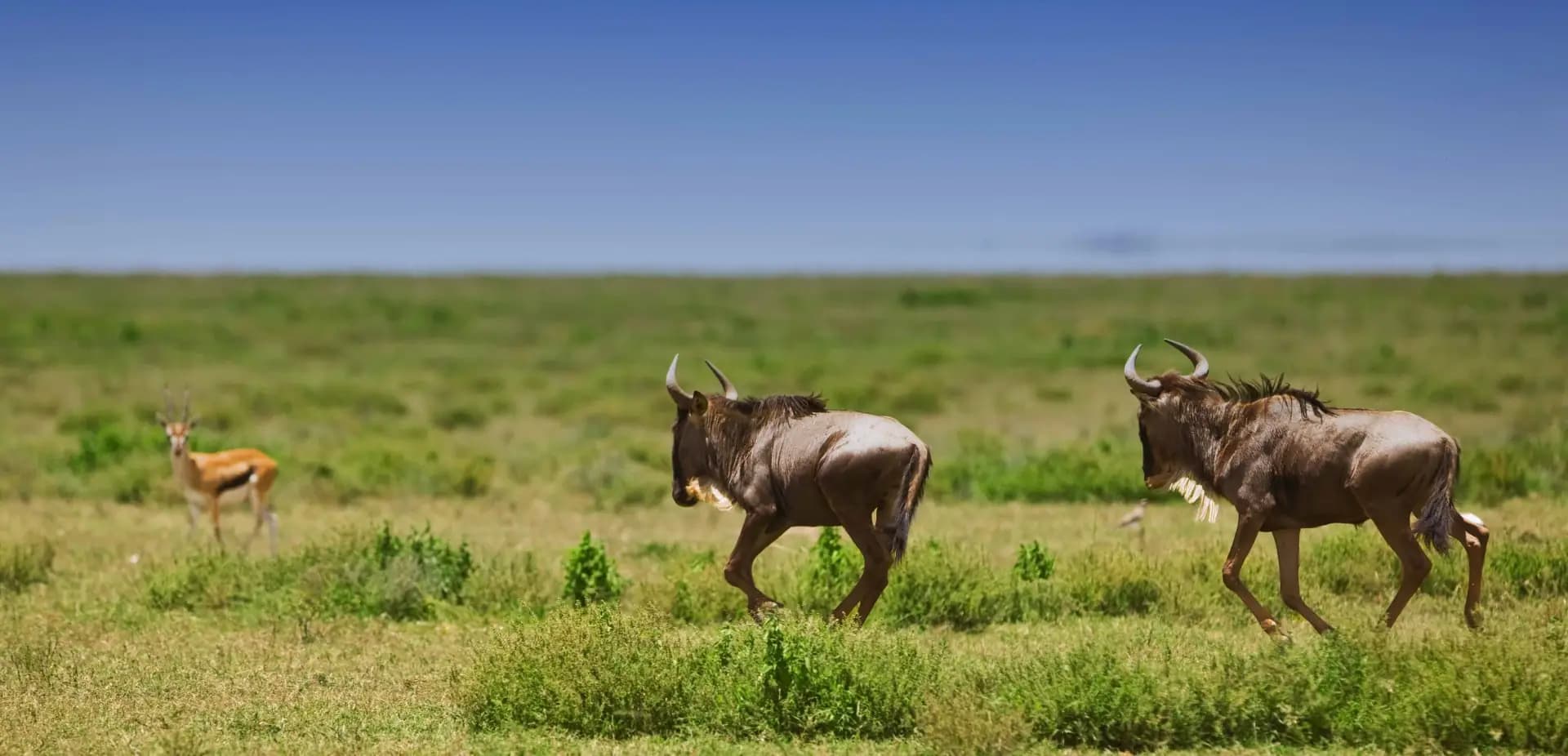 Safari Vehicle