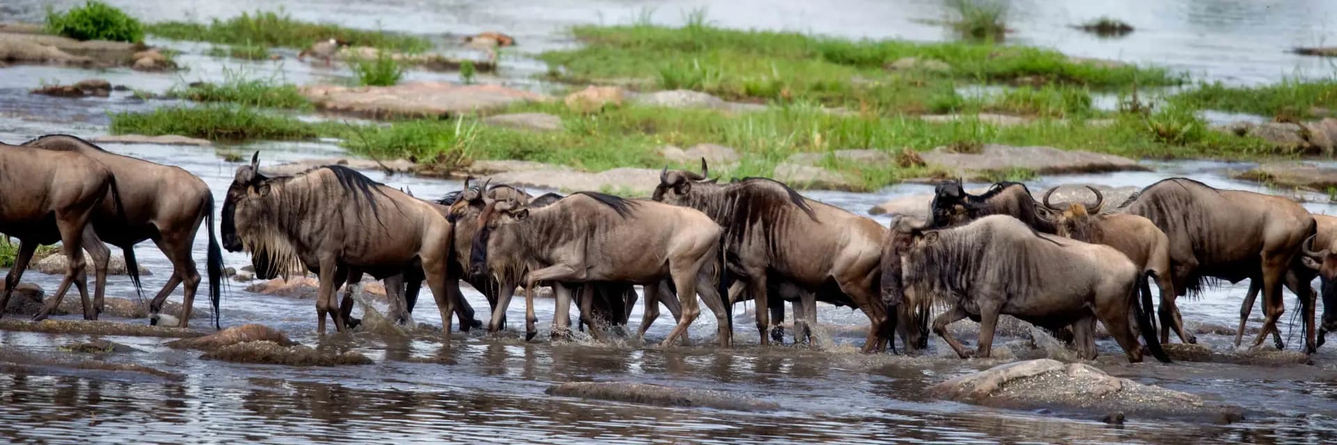 Wildebeest herd crossing the Mara River