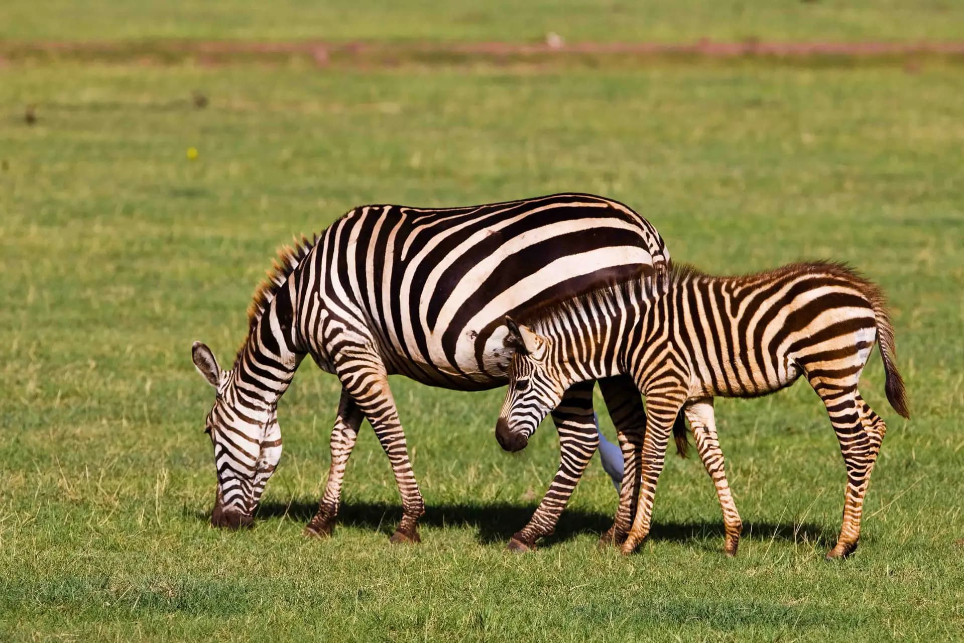 One-day safari