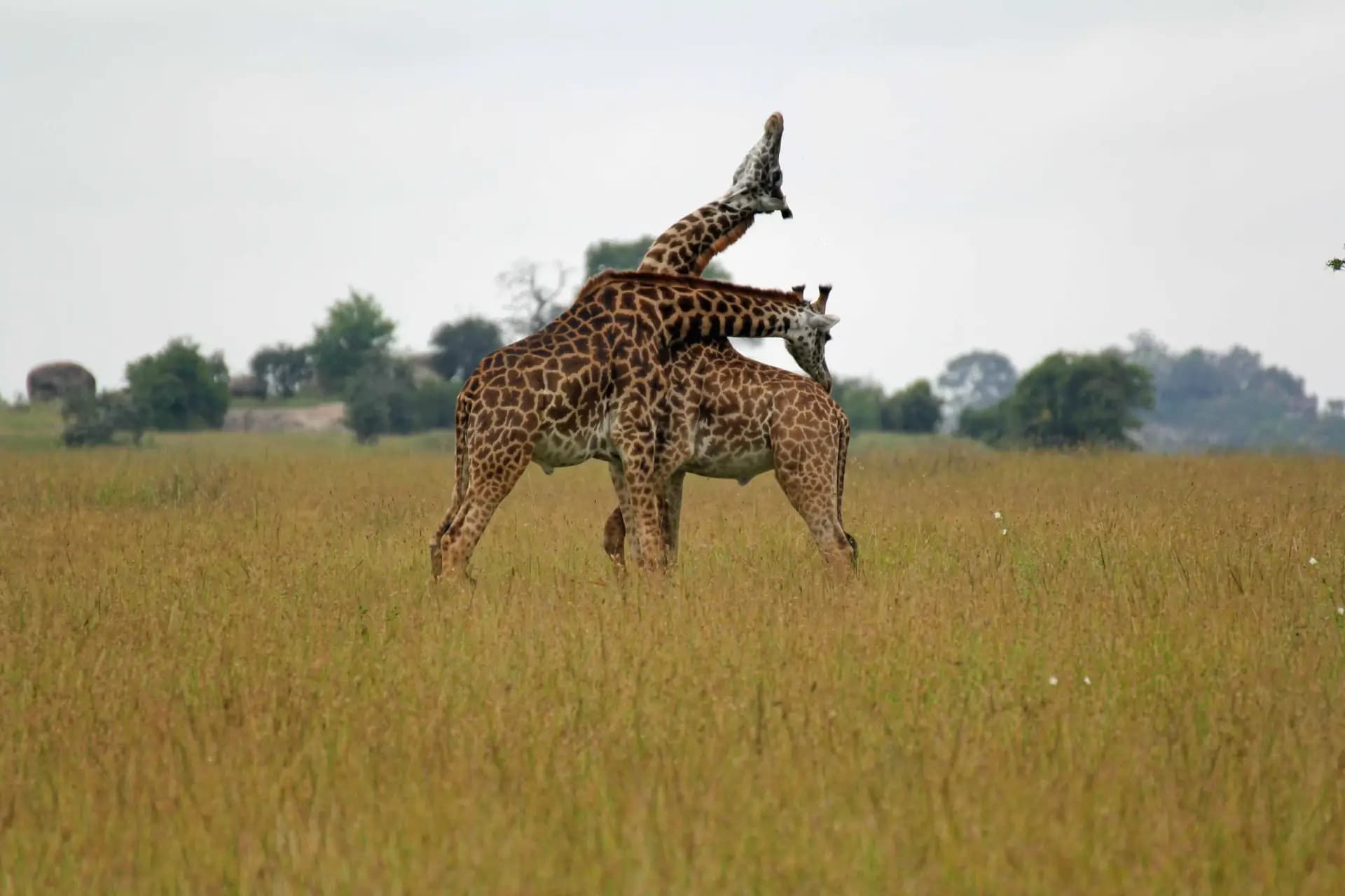 Why Choose Ecstasy Safaris