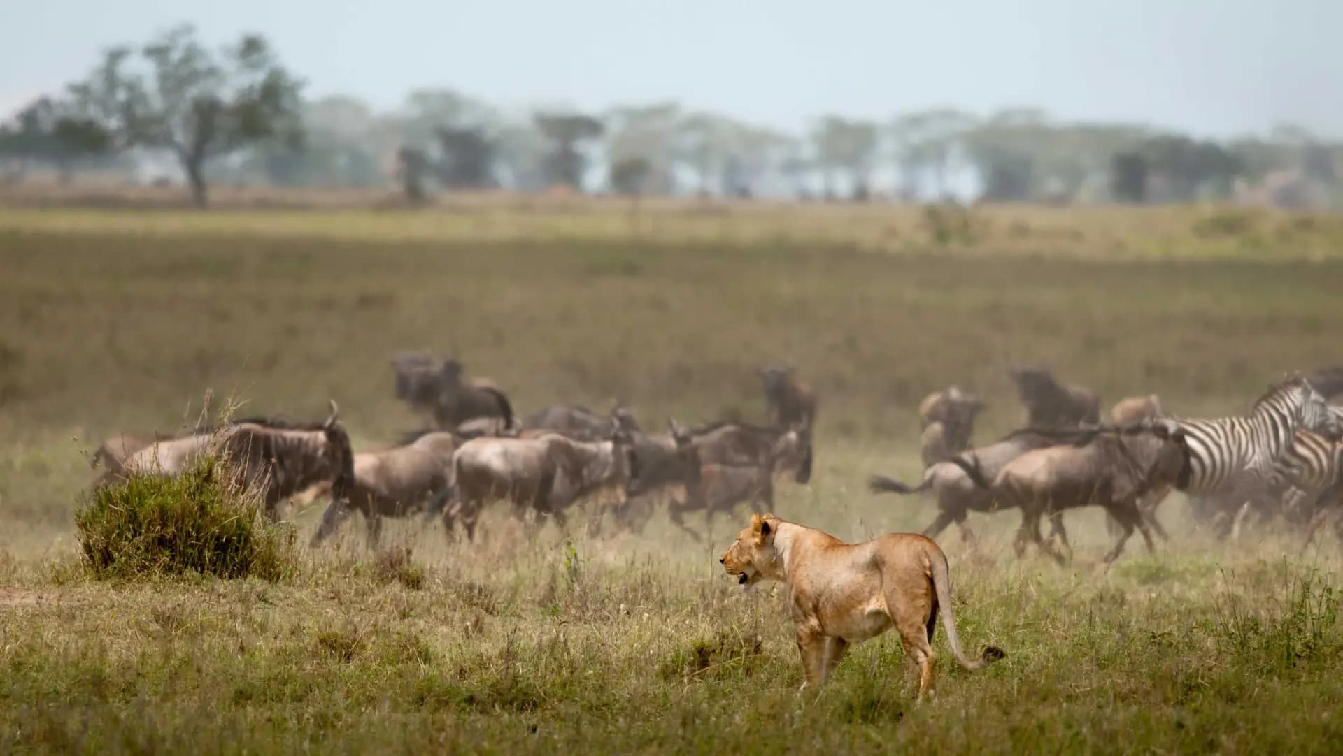 Lioness surveying the Serengeti plains