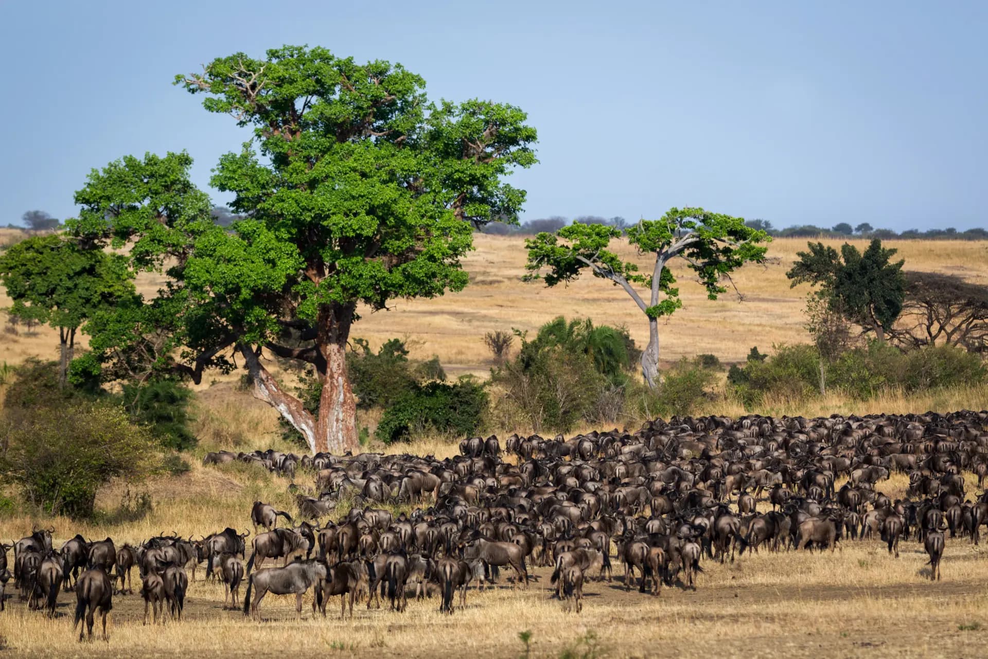 Great Migration herd on the Serengeti plains
