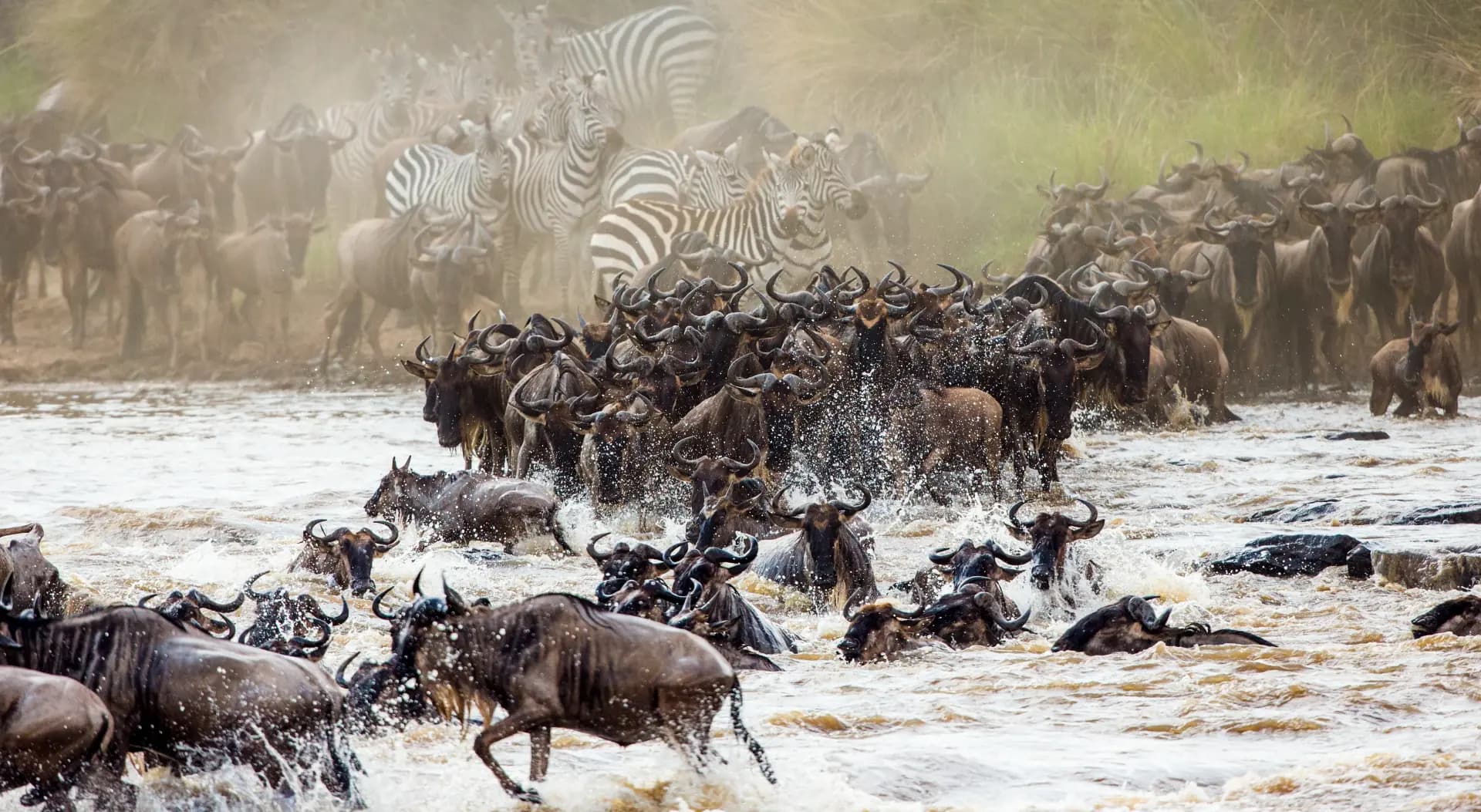 Great Migration River Crossing — wildebeest and zebra charge through the Mara